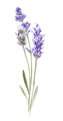 Home whatsapp image 2025 11 19 at 11.14.19 pm photoroom